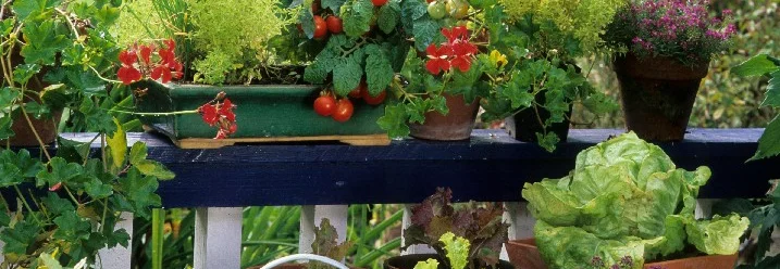 Tomaten, Salat und Kräuter in Töpfen auf einem Balkon